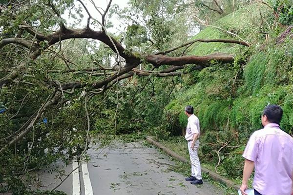 Fallen trees caused obstruction to the traffic road
