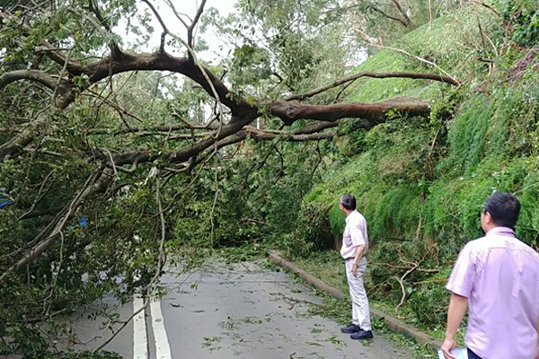 Fallen trees caused obstruction to the traffic road